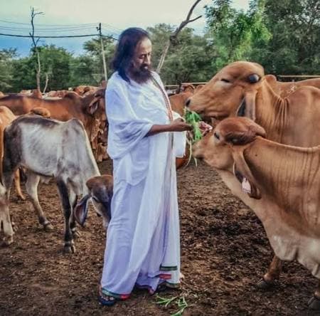 Sri Sri Gaushala at Art of Living Ashram